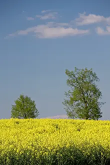 Mustard: Luxembourg, Ettelbruck. Mustard field in