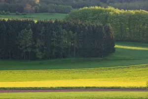 Mustard: Luxembourg, Ettelbruck. Mustard field in