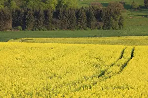Mustard: Luxembourg, Sure River Valley. Mustard field