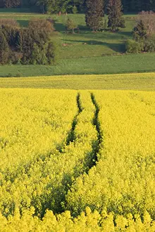 Mustard: Luxembourg, Sure River Valley. Mustard field