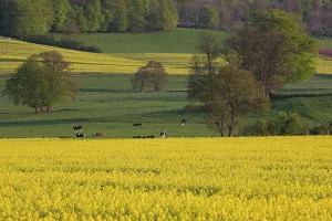 Mustard: Luxembourg, Sure River Valley. Mustard field