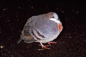 Bleeding: Luzon Bleeding Heart Pigeon