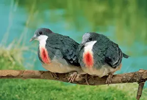 Bleeding: Luzon Bleeding Heart Pigeon - hen on the left