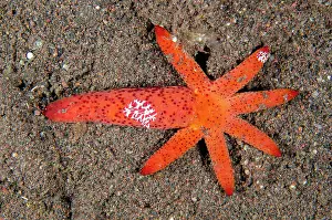 Comb: Luzon Sea Star