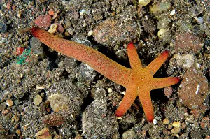 Echinodermata: Luzon Sea Star