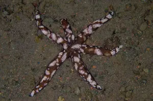 Comb: Luzon Sea Star - with Creeping Comb Jellies (Coeloplanidae