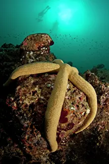 Luzonicus: Luzon Sea Star - with diver in background