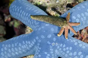 Flores: Luzon Sea Star (Echinaster luzonicus) regenerating