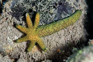 Echinodermata: Luzon Sea Star regenerating