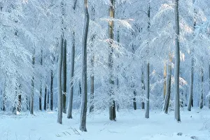 Ardenne: Luzulo-Fagetum beech forest covered with frost and