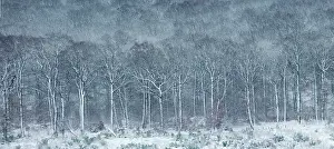 Silvatica: Luzulo-Fagetum beech forest covered with frost and