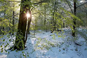 Silvatica: Luzulo-Fagetum beech forest snow covered in spring