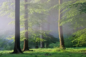 Ardennes: Luzulo-Fagetum beech forest in spring, Ardennes