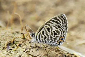 Lycaenid: Lycaenid butterfly