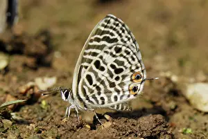 Lycaenid: Lycaenid butterfly