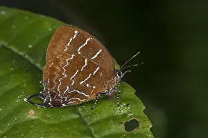 Risaralda: Lycaenid butterfly (Micandra comae) Tatama National