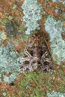 Lychnis: The Lychnis Moth
