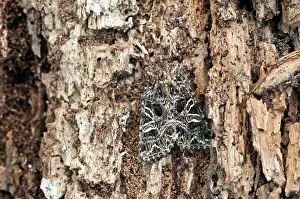 Lychnis: Lychnis Moth - Resting on dead wood