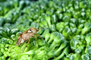 Pratensis: Lygus Bug