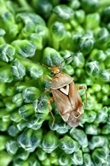 Pratensis: Lygus Bug