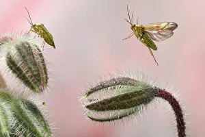 Borage: Lygus pratensis (Lygus pratensis) in flight on the
