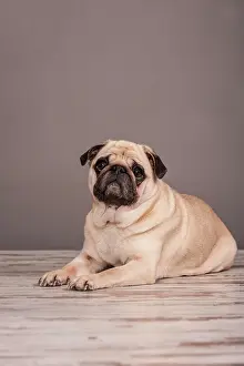 Pedig: Lying beige Pug