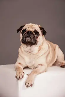 Seating: Lying beige Pug