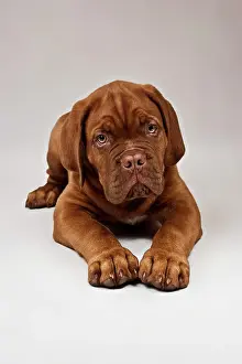 Completely: Lying Bordeaux Mastiff or French Mastiff puppy