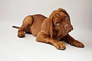 Completely: Lying Bordeaux Mastiff or French Mastiff puppy