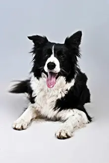 Completely: Lying Border Collie