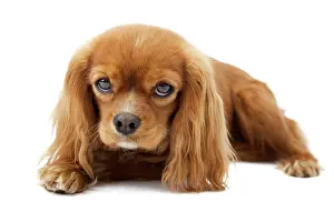 Viewed: Lying Cavalier King Charles Spaniel