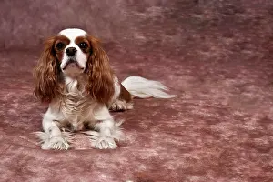 Completely: Lying Cavalier King Charles Spaniel