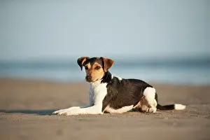 Wildli: Lying Dansk-Svensk Gardshund or Danish?Swedish Farmdog