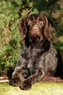 Deutsch: Lying German Wirehaired Pointer liegender Deutsch