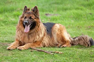 Alsatians: Lying longhaired, Old German Shepherd Dog