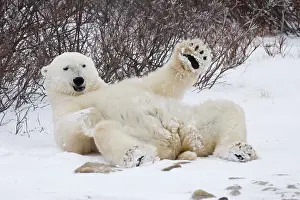 Coldness: Lying Polar bear (Ursus maritimus), Churchill, Manitoba