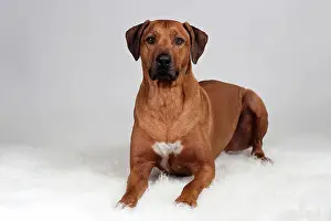 Blankets: Lying Rhodesian Ridgeback