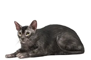 Lykoi: Lykoi cat in the studio - also known as a Werewolf cat