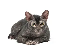 Lykoi: Lykoi cat in the studio - also known as a Werewolf cat