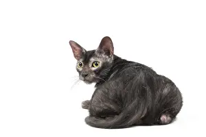 Lykoi: Lykoi cat in the studio - also known as a Werewolf cat