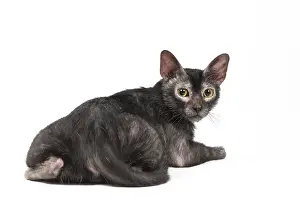 Lykoi: Lykoi cat in the studio - also known as a Werewolf cat