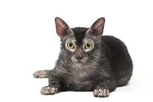 Lykoi: Lykoi cat in the studio - also known as a Werewolf cat
