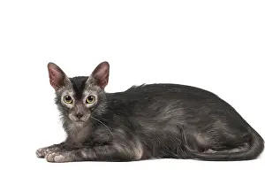 Lykoi: Lykoi cat in the studio - also known as a Werewolf cat