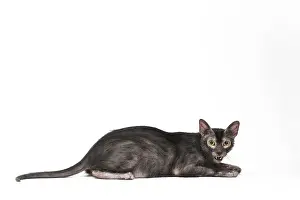 Lykoi: Lykoi cat in the studio - also known as a Werewolf cat