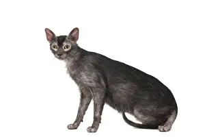 Lykoi: Lykoi cat in the studio - also known as a Werewolf cat