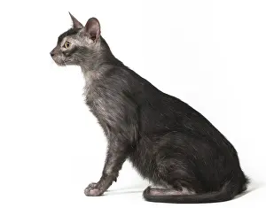 Lykoi: Lykoi cat in the studio - also known as a Werewolf cat