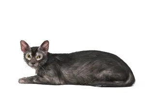 Lykoi: Lykoi cat in the studio - also known as a Werewolf cat