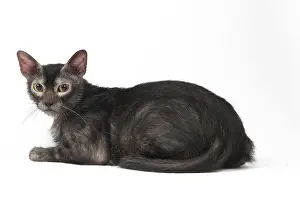 Lykoi: Lykoi cat in the studio - also known as a Werewolf cat