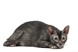 Lykoi: Lykoi cat in the studio - also known as a Werewolf cat
