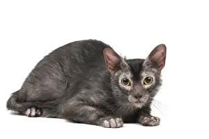 Lykoi: Lykoi cat in the studio - also known as a Werewolf cat